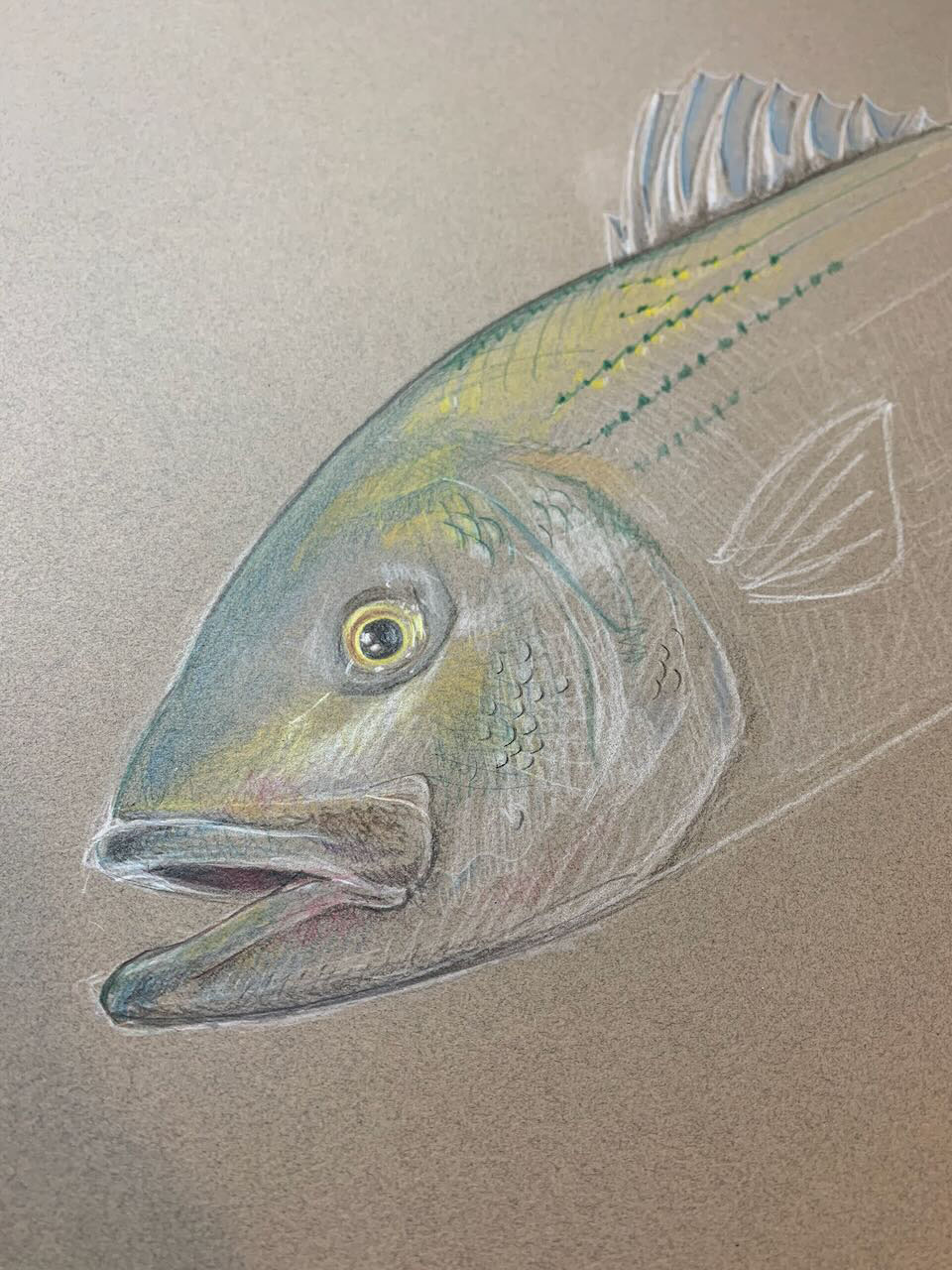 striped bass. Color pencil. 2023. 20 x 28 in.