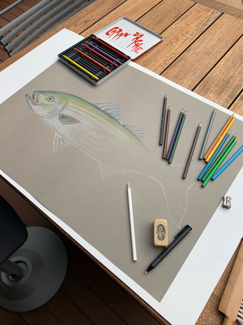 striped bass. Color pencil. 2023. 20 x 28 in.