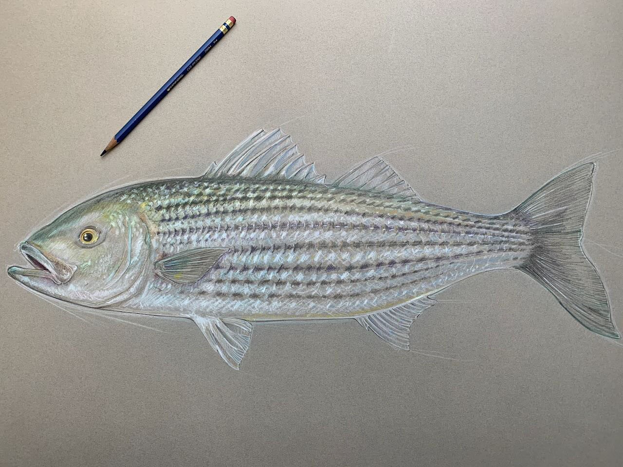 striped bass. Color pencil. 2023. 20 x 28 in.
