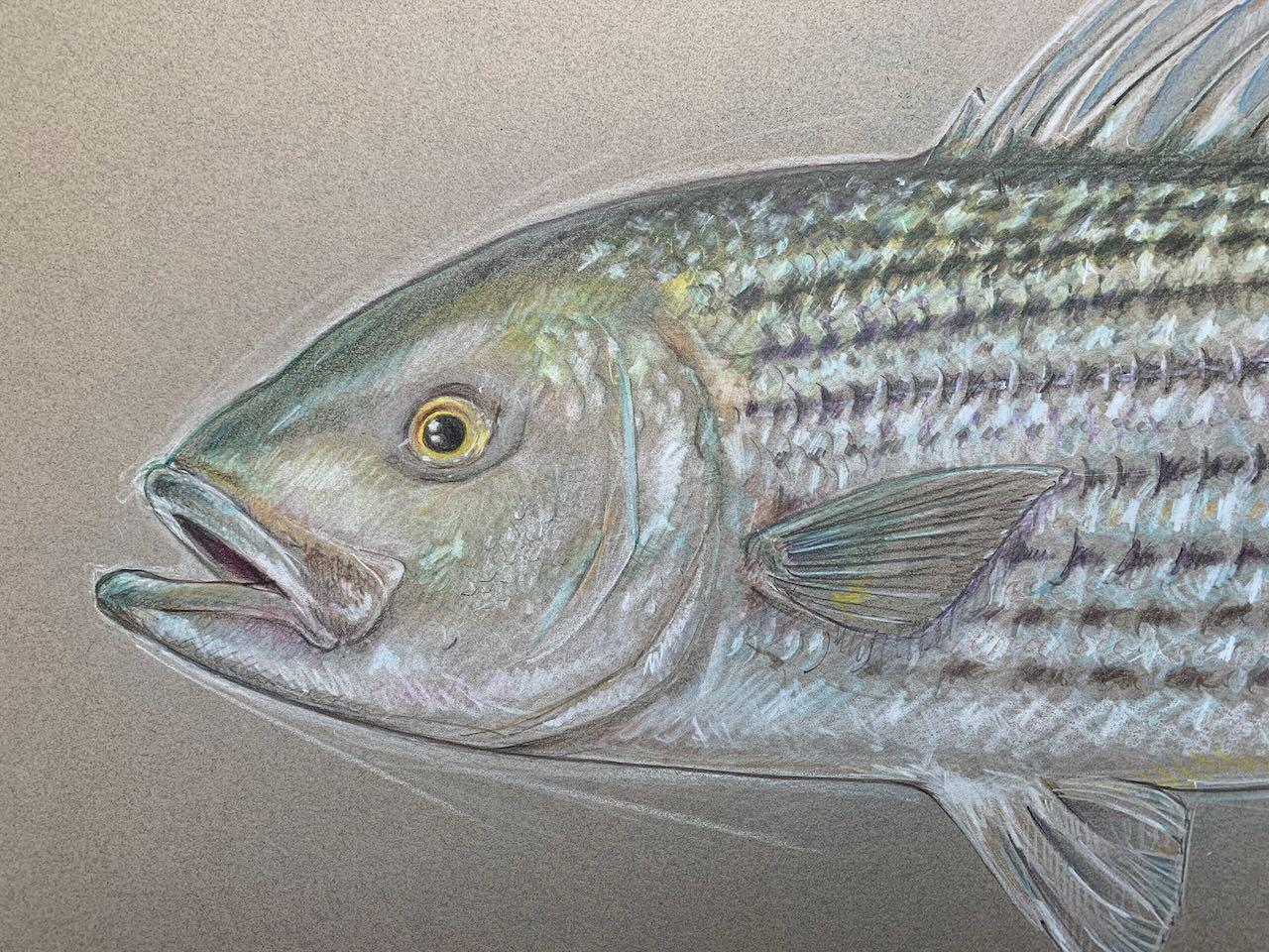 striped bass. Color pencil. 2023. 20 x 28 in.