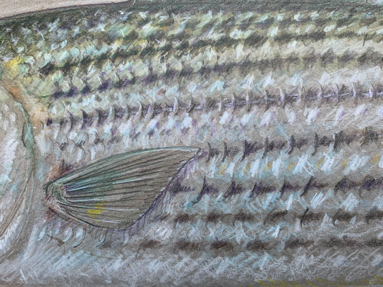 striped bass. Color pencil. 2023. 20 x 28 in.